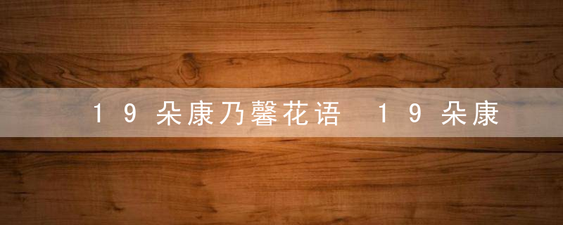 19朵康乃馨花语 19朵康乃馨花语是什么